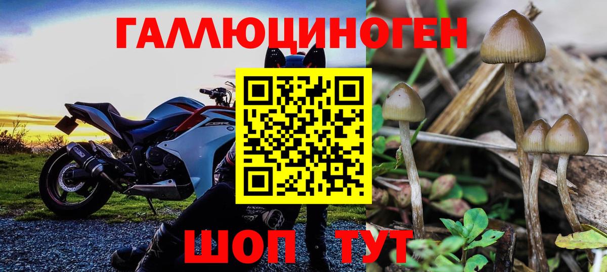 Псилоцибиновые грибы Psilocybe  Вход с VPN  Галлюциногенные грибы MAGIC MUSHROOMS  Зеленогорск 